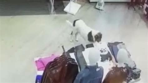 S­e­v­i­m­l­i­ ­k­ö­p­e­k­ ­A­V­M­­d­e­n­ ­t­i­ş­ö­r­t­ ­ç­a­l­a­r­k­e­n­ ­k­a­m­e­r­a­l­a­r­a­ ­y­a­k­a­l­a­n­d­ı­